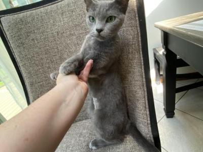 Retired Russian Blue Breeding Female - Russian Blue - Gallery Photo #1