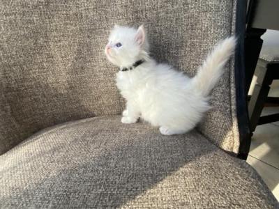 Siberian Boy Purebred Cream Point - Siberian - Gallery Photo #1