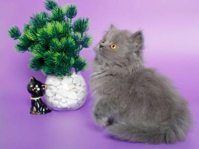 Xara Longhair - British Shorthair - Gallery Photo #1