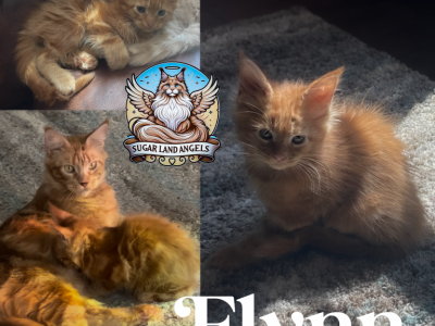 Flynn - Maine Coon - Gallery Photo #1