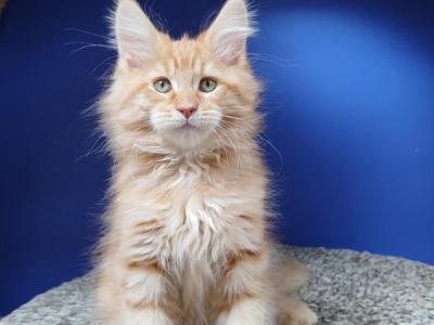 Marsik - Maine Coon - Gallery Photo #1