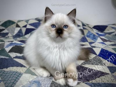 Angelina - Ragdoll - Gallery Photo #1