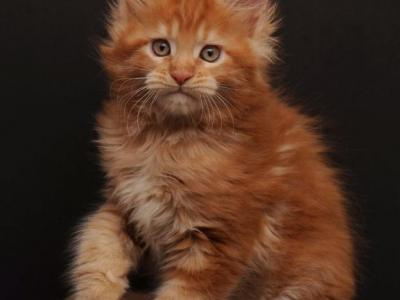 Reinira - Maine Coon - Gallery Photo #1