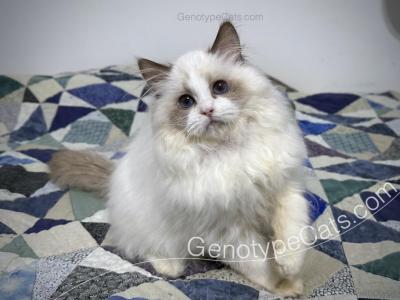 Zipper - Ragdoll - Gallery Photo #1