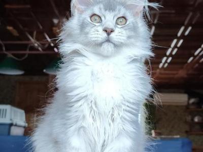 Joker - Maine Coon - Gallery Photo #1