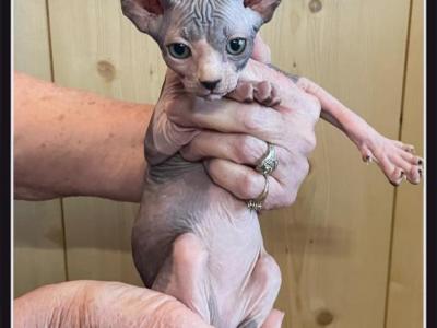 Trick - Sphynx - Gallery Photo #1