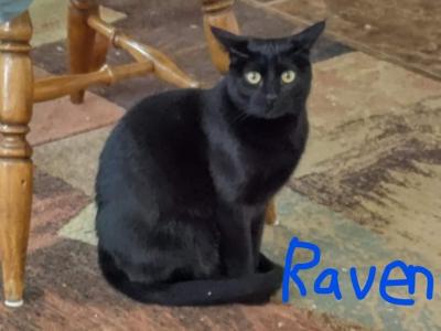 Raven - Domestic - Gallery Photo #1