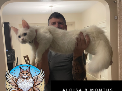 Aloisa - Maine Coon - Gallery Photo #1