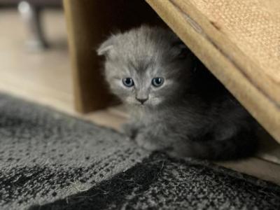 Swen - Scottish Fold - Gallery Photo #1