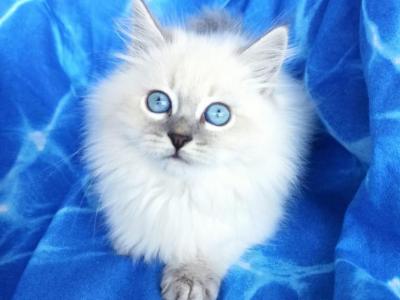 Simba - Siberian - Gallery Photo #1