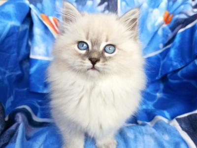 Sophie - Siberian - Gallery Photo #1