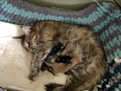 December Litter - Maine Coon - Gallery Photo #1