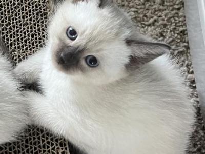 Asia Litter - Siamese - Gallery Photo #1