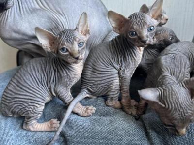 Hairless Sphynx Kittens - Sphynx - Gallery Photo #1