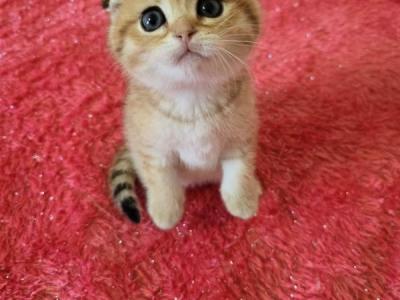 Lilu - Scottish Fold - Gallery Photo #1