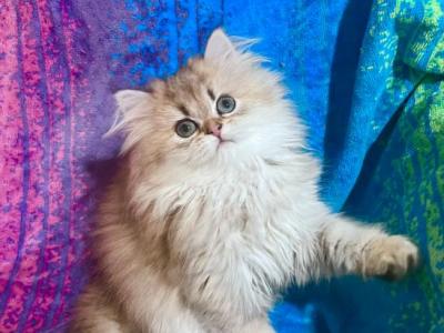 Blondie British Longhair Golden Girl - British Shorthair - Gallery Photo #1