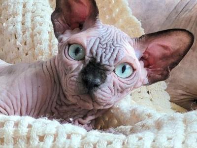 Sphynx Male Black Mink - Sphynx - Gallery Photo #1