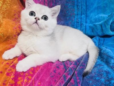 Miss Bianca Black Silver Shaded - British Shorthair - Gallery Photo #1