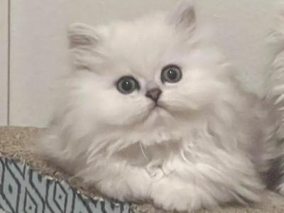 Edalyns Lil Prince - Persian - Gallery Photo #1