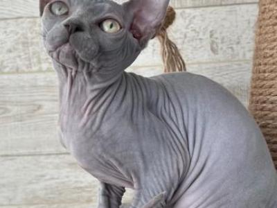 Blue Babyboy - Sphynx - Gallery Photo #1