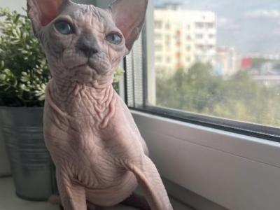 Blue Eyed Babygirl - Sphynx - Gallery Photo #1