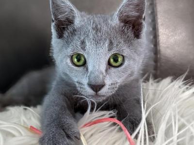 Russian Blue Female - Russian Blue - Gallery Photo #1