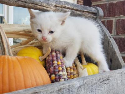 White Kittens - Domestic - Gallery Photo #1