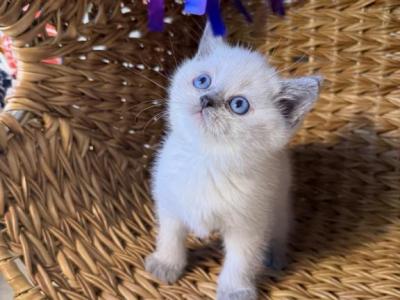 Blue Eyes Forever  NOT A BROKER   HOME RAISED - British Shorthair - Gallery Photo #1