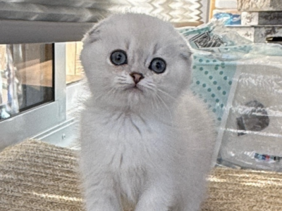 Blue Eyes ForeverFold  NOT A BROKER   HOME RAISED - Scottish Fold - Gallery Photo #1