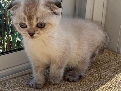 Blue Eyes ForeverFD  NOT A BROKER   HOME RAISED - Scottish Fold - Gallery Photo #1