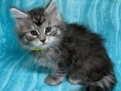 Yellow Collar Female - Maine Coon - Gallery Photo #1