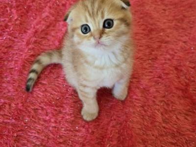 Leo - Scottish Fold - Gallery Photo #1