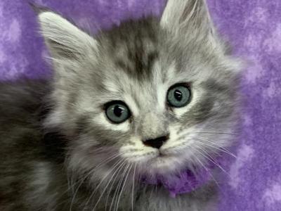 Purple Collar Female - Maine Coon - Gallery Photo #1