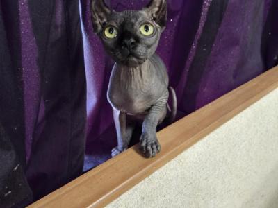 Adorable 5monthold Elf Sphynx Kitten - Sphynx - Gallery Photo #1