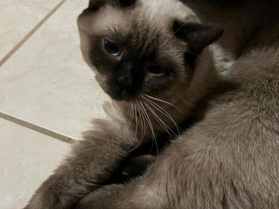 Cappuccino - Siamese - Gallery Photo #1