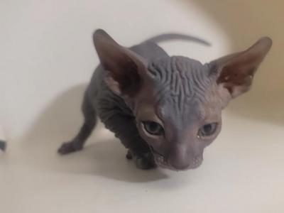 Shadow - Sphynx - Gallery Photo #1