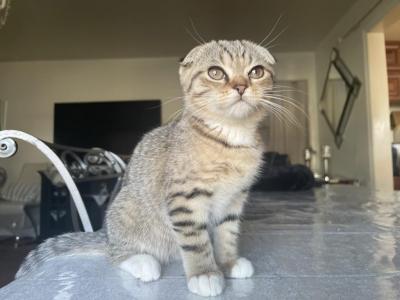 Cookie - Scottish Fold - Gallery Photo #1