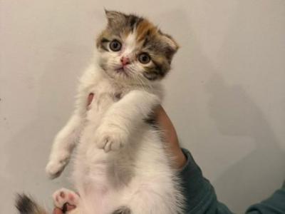 Pippa - Scottish Fold - Gallery Photo #1