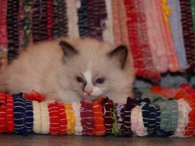 Casper - Ragdoll - Gallery Photo #1