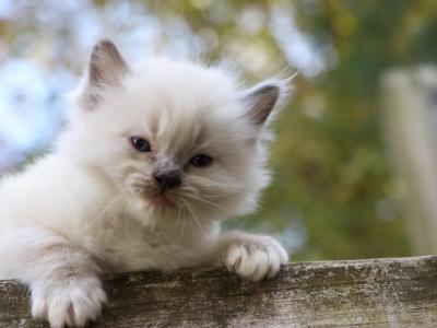 Biscuit - Ragdoll - Gallery Photo #1