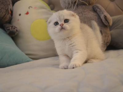 Scottish Fold Heidi - Scottish Fold - Gallery Photo #1