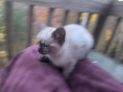 Longhair Seal Point - Siamese - Gallery Photo #1