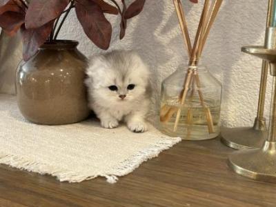 Scottish Fold Longhair Girl - Scottish Fold - Gallery Photo #1