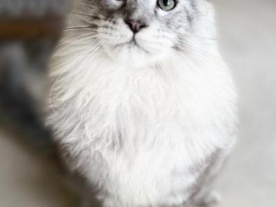 Silver Boy From Shaded Line - Maine Coon - Gallery Photo #1