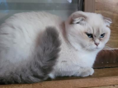 Luke - Scottish Fold - Gallery Photo #1