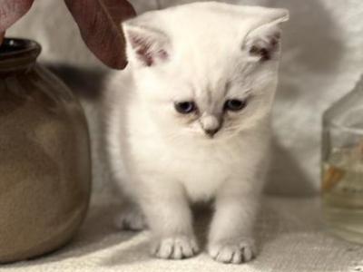 Scottish Straight And Fold - Scottish Fold - Gallery Photo #1