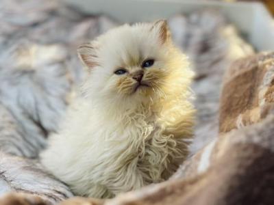 Blue Color Point British Longhair Girl - British Shorthair - Gallery Photo #1