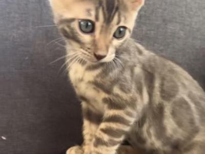 Neptune - Bengal - Gallery Photo #1