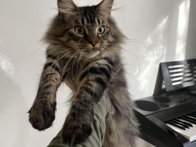 Mindy - Maine Coon - Gallery Photo #1