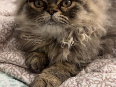 Male Tabby - Persian - Gallery Photo #1